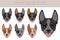 Australian stumpy tail cattle dog all colours clipart. Different coat colors and poses set