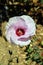 Australian Sturts Desert Rose