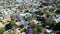 Australian suburb in Jacaranda bloom