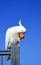 Australian Sulfur Crested Cockatoo eating fruit