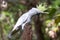 Australian Sulphur-crested Cockatoo