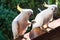 Australian sulphur crested cockatoo bird