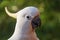 Australian sulphur-crested cockatoo bird close up portrait