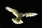 Australian sulphur-crested Cockatoo in flight