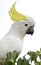 Australian sulphur crested cockatoo,kakadu