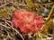 Australian sundews