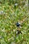 Australian Superb Fairy Wren Bird Malurus-cyaneus