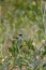 An Australian Superb Fairy Wren Bird Malurus-cyaneus