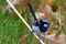 Australian Superb Fairywren