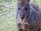 Australian Tasmanian Pademelon