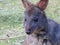 Australian Tasmanian Pademelon