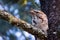 Australian Tawny Frogmouth