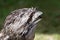 Australian Tawny Frogmouth bird