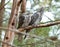 Australian Tawny Frogmouth Bird Birds