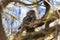 Australian Tawny Frogmouth bird of prey
