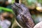 Australian Tawny Frogmouth Owl