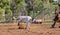 Australian Team Calf Roping At Country Rodeo