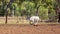 Australian Team Calf Roping At Country Rodeo