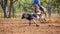 Australian Team Calf Roping At Country Rodeo