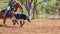 Australian Team Calf Roping At Country Rodeo