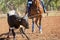 Australian Team Calf Roping At Country Rodeo