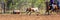 Australian Team Calf Roping At Country Rodeo