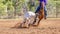 Australian Team Calf Roping At Country Rodeo