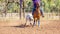 Australian Team Calf Roping At Country Rodeo