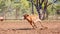 Australian Team Calf Roping At Country Rodeo