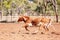 Australian Team Calf Roping At Country Rodeo