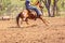 Australian Team Calf Roping At Country Rodeo