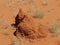 Australian Termites in the red centre