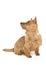 Australian terrier