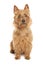 Australian terrier