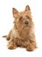 Australian terrier