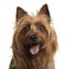 Australian Terrier, 8 years old