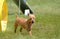 Australian Terrier at a Dog Agility Trial