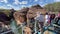 Australian tourists crossing over a glass bridge over Cobbold Gorge Queensland Australia