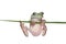 Australian Tree Frog