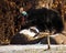 An Australian tropical bird, the ostrich, casuaru steps up in the snow