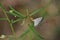 Australian Twin Dusky Blue Butterfly