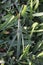 Australian vegetable grasshopper on green grass