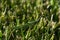 Australian vegetable grasshopper on green grass