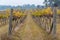 Australian vineyard in autumn, winter season