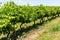 Australian vineyard landscape