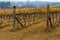 Australian vineyard in winter