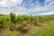 Australian vineyards