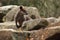 Australian  Wallaby in the Australian Outback