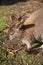 Australian wallaby, wildlife animal