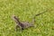 Australian water dragon basking on grass